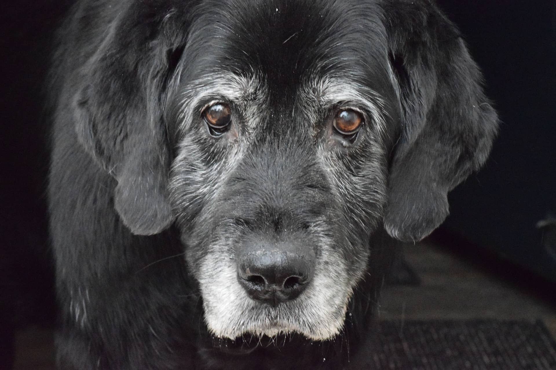 Oude hond met grijze haren